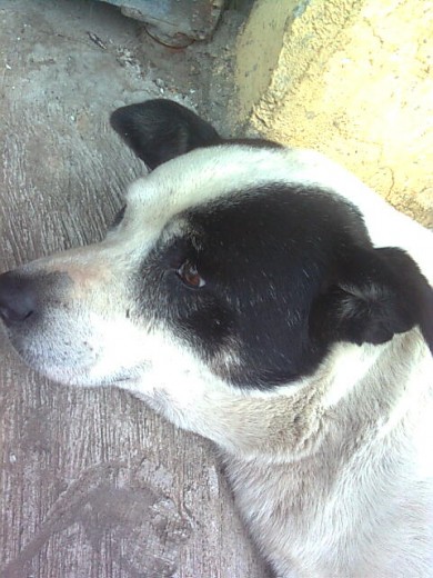 un perro muy noble un perro muy noble